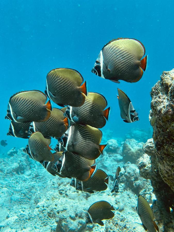 Si! Coral Inn Thulusdhoo Buitenkant foto